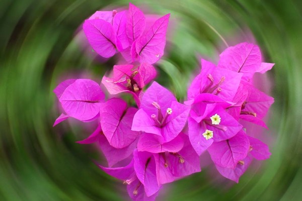 Single Parenting, Part 3, by James Windell Flower-Kristin Meekhof